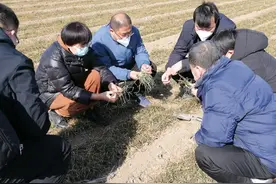 淄博农业专家为小麦返青开“良方”图片