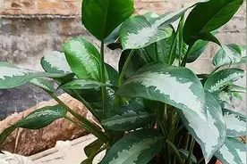 气温经历“过山车”，家中盆栽该如何养护？图片