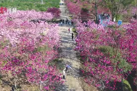 视频+图集｜免费赏花好去处！中山紫花风铃木惊艳绽放图片
