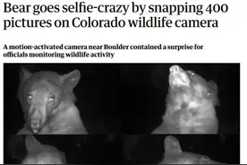 美国一只野生熊是个“自拍狂”，监控摄像机里400多张照片全是它！图片