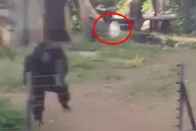 热闻|“丢那猩”扔水瓶砸伤游客上热搜，园方：猩猩的防卫举动图片