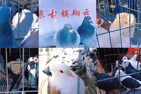 会翻筋斗的翻翻鸽、会开屏的马甲扇尾鸽……！记者带您打卡平原恩城鸽子会图片