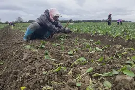 南下北上种菜心——蔬菜基地里的“候鸟”菜农图片