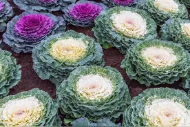 关于羽衣甘蓝，你可能不知道的事～图片