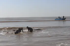 幼年鲸鲨搁浅阳江海滩，直击多部门营救现场！1小时送回大海图片