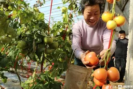 新春走基层|临沂市沂河新区白沙埠镇：冬暖棚里话发展图片