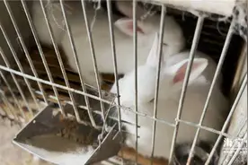 兔子身上“剪”财富！来看海宁“兔司令”的致富经图片