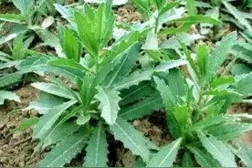 我的童年（散文）图片