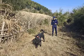 警犬图图，立功了！图片