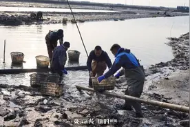 肥美鲜嫩的宁海长街蛏子上市啦！“蛏子十八式”，你尝过哪几道？图片