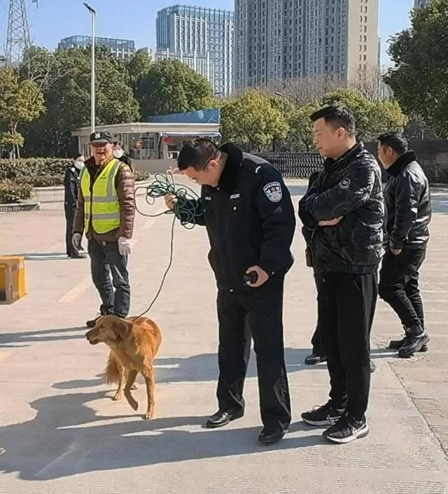 显然也知道自己来错地方了，杭州秋石高架上怎么有一条簌簌发抖的大狗？