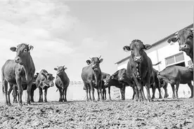 “牛保姆”助红牛产业奔上快车道图片
