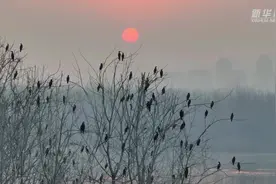 湖北汉江湿地：波光潋滟 飞鸟翔集图片