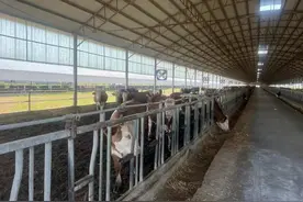 500头活牛“打耳标”做智能化活体抵押贷，获武汉兴业银行700万元贷款图片