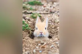 兔子耳朵为什么竖起来？嘴巴为什么是三瓣？这些小知识你知道吗图片