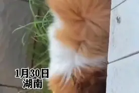 土狗和柯基生的宝宝，超级可爱像一只小狐狸图片