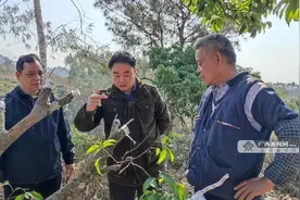 新品种嫁接 灵山老荔枝树焕发新机图片