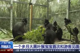 广州长隆野生动物世界黑叶猴宝宝首次和游客见面图片