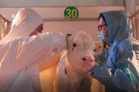 我国首次将克隆技术用于奶牛良种培育的关键环节图片