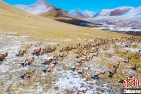 新疆焉耆县百余只北山羊雪原驰骋 翻山越岭场面壮观图片
