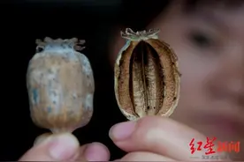 火锅、羊肉汤、卤制品成添加罂粟壳重灾区，“舌尖上的罂粟壳”为何屡禁不绝？图片