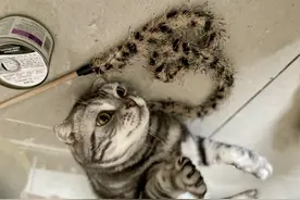 上门喂猫50元/小时，假期“空巢”带动千亿宠物市场图片