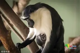 英国：新生罗洛威须猴幼崽呆萌可爱图片