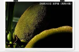 【钱眼2023】菠萝蜜：世界上最大的水果图片