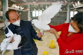 “一条链”打开鸽产业发展新空间图片