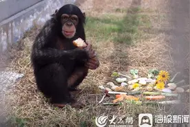 组图|临沂动植物园里的“人气王”小猩猩图片