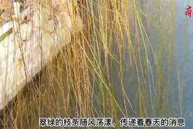 果然视频|今日立春！济南垂柳枝条鼓芽，随风荡漾图片