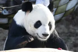 25岁旅美大熊猫“乐乐”去世图片