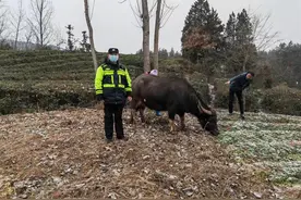 怀孕母牛走失急坏大爷，湖北谷城民警冒雪上山寻回图片
