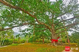 组图 | 东方：三百多年古榕树形成六体连榕景观 覆盖面积1800多平方米图片