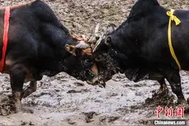 （新春走基层）浙江婺城：传承千年斗牛习俗“闹元宵”图片