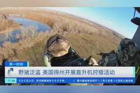 野猪泛滥 美国得州推出直升机猎杀活动图片