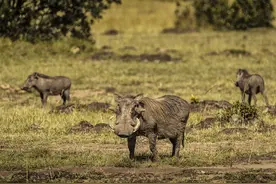 消灭入侵物种野猪，美国得州出狠招：招“猎人”高空射杀图片