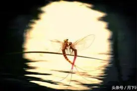 篇篇经典 翩翩诗经 | 蜉蝣——生命短暂，死亡永恒！图片