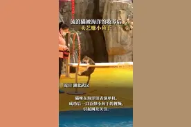 流浪猫被海洋馆收养后卖艺赚小鱼干，海洋馆：收养了很多流浪猫 馆内配备了猫舍图片