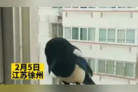 喜鹊到居民家连续“蹭饭”四个月，吃完还给媳妇“打包”一份图片