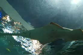 熬过数次生物灭绝，这条“活化石鱼”或可成为末日希望图片