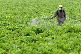 国产转基因玉米种子，或于今年春季开始销售图片