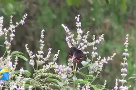 乡村振兴的“齐鲁样板”，就在这些美丽的小山村里图片