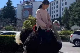 小掌求真｜又飒又拉风！鸵鸟真能成为“私家坐骑”吗？专家回复……图片