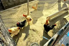 小区内养家禽扰邻里，松江城管三次劝说终整改图片