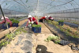 长沙望城靖港镇：人勤春来早  蔬菜种植忙图片