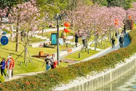 在深圳，一起“走花路”图片