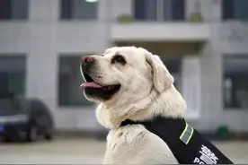 吉林警犬黑壮  被评为国家首批“功勋犬”图片