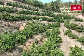 江西龙南：“黄金果”挂枝头  伦晚脐橙迎丰收图片