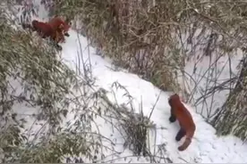 四川瓦屋山罕见拍到三只小熊猫同框：恋爱时被打扰，它怒驱“情敌”图片